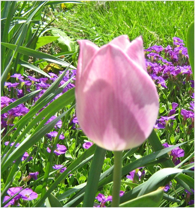Roza tulipan
